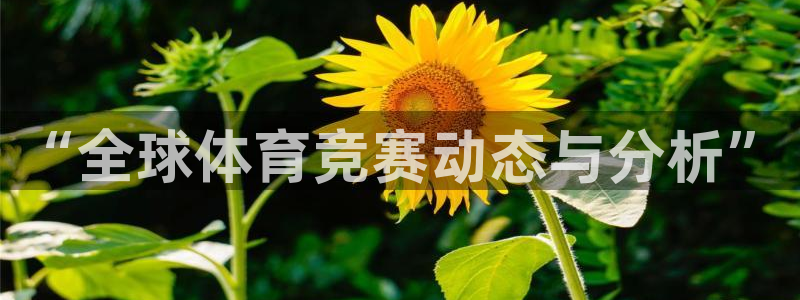 3377体育官方正版app开户:“全球体育竞赛动态与分析”